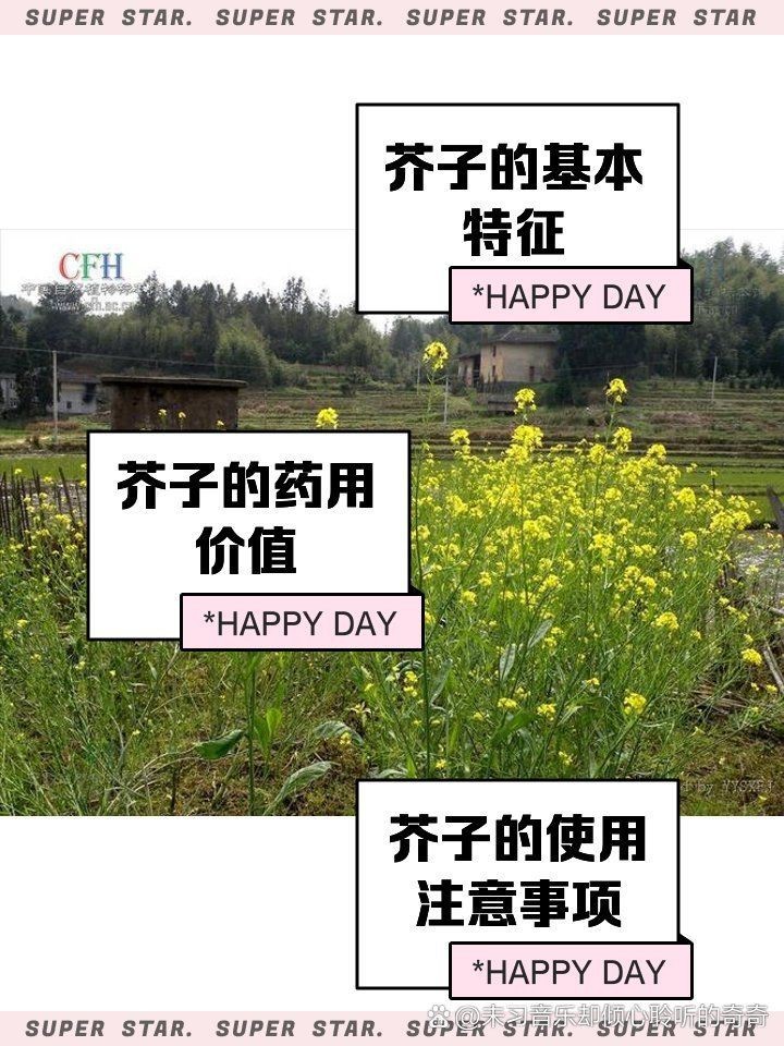 紅芥子好還是黃芥子好 龍魚論壇 第4張 紅芥子好還是黃芥子好 紅芥子好還是黃芥子好 龍魚論壇 第4張