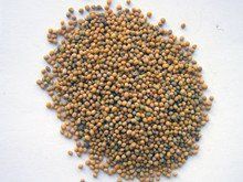 紅芥子好還是黃芥子好 龍魚論壇 第10張 紅芥子好還是黃芥子好 紅芥子好還是黃芥子好 龍魚論壇 第10張