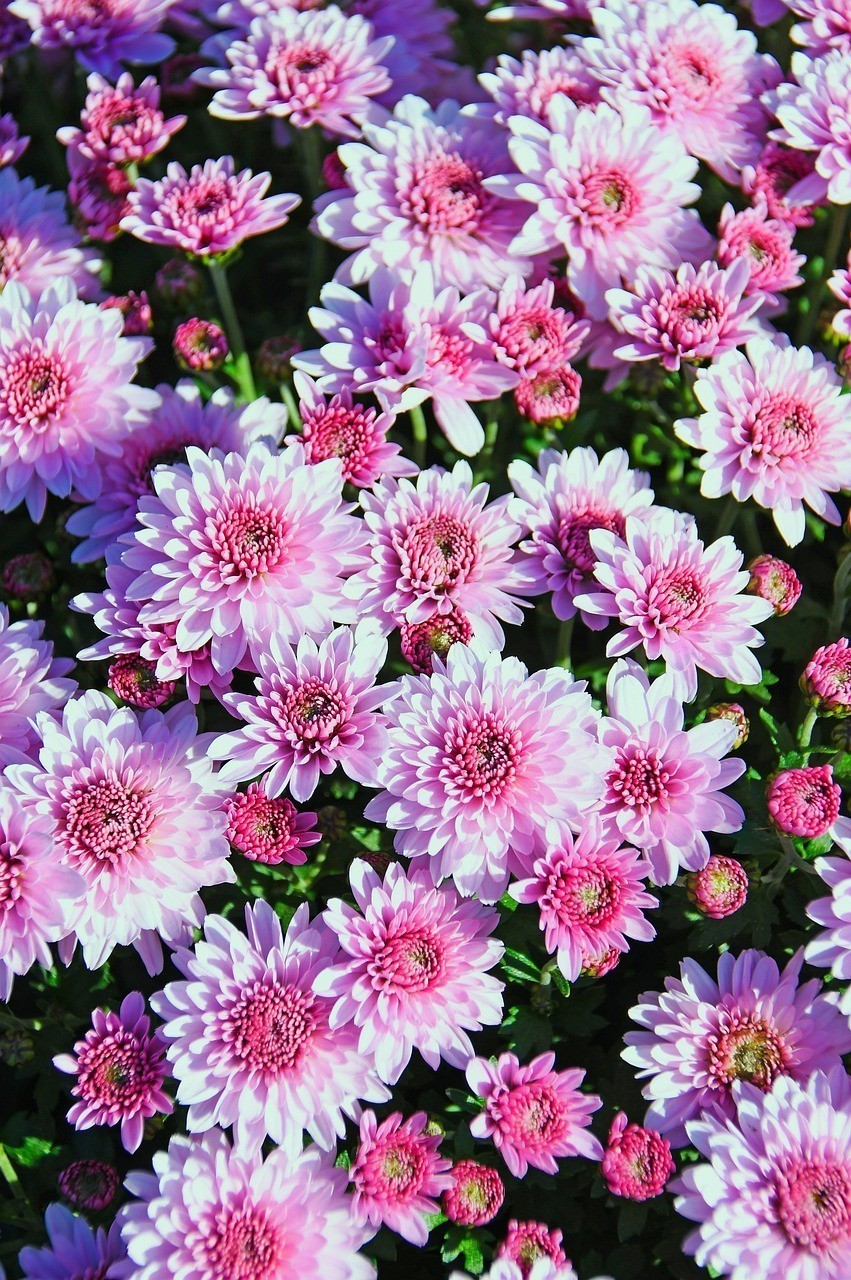 市北區(qū)吳麗香花卉店 全國水族館企業(yè)名錄 第1張 市北區(qū)吳麗香花卉店 市北區(qū)吳麗香花卉店 全國水族館企業(yè)名錄 第1張