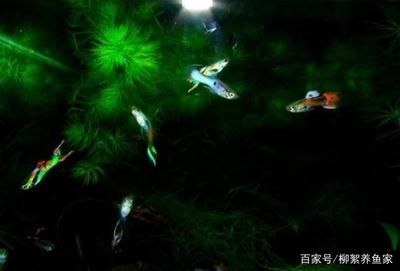 非凡生態魚缸設計的藝術與創意魚缸設計的藝術與創新：非凡生態魚缸是一個怎樣的品牌？ 非凡生態魚缸設計的藝術與創意魚缸設計的藝術與創新：非凡生態魚缸是一個怎樣的品牌？ 魚缸百科 第4張