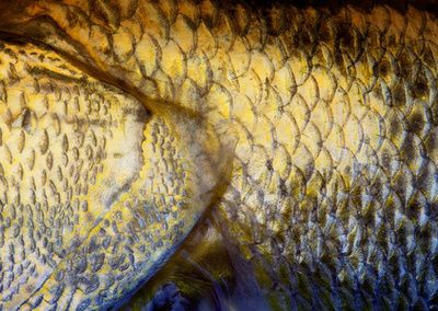 龍魚(yú)鱗上有白點(diǎn)為什么：龍魚(yú)鱗片上出現(xiàn)白點(diǎn)是怎么回事