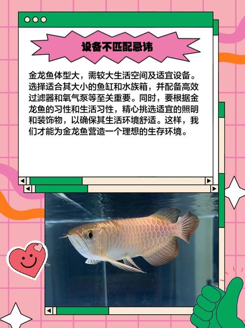 龍魚頭朝向正確擺放圖