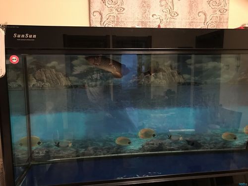 龍魚頭朝向正確擺放圖