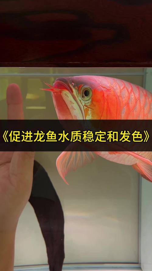 龍魚頭朝向正確擺放圖