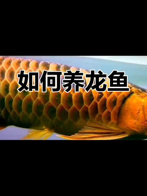 龍魚頭朝向正確擺放圖