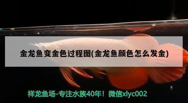 推薦幾款適合過背金龍的LED燈