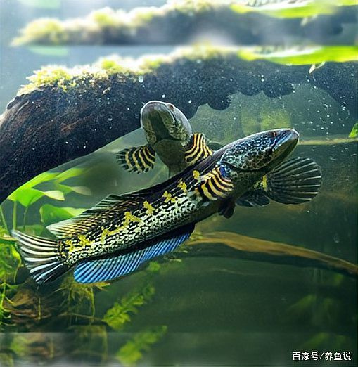 金龍魚和雷龍魚哪個好養 金龍魚和雷龍魚哪個好養 龍魚百科 第4張