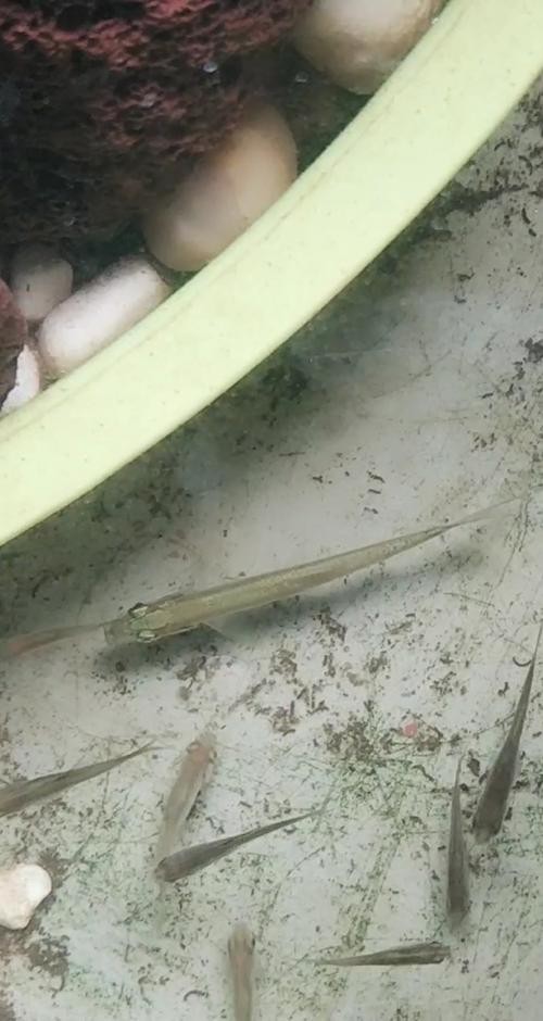 銀龍魚幼苗是多少公分的魚