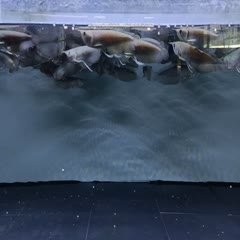 銀龍魚幼苗是多少公分的魚