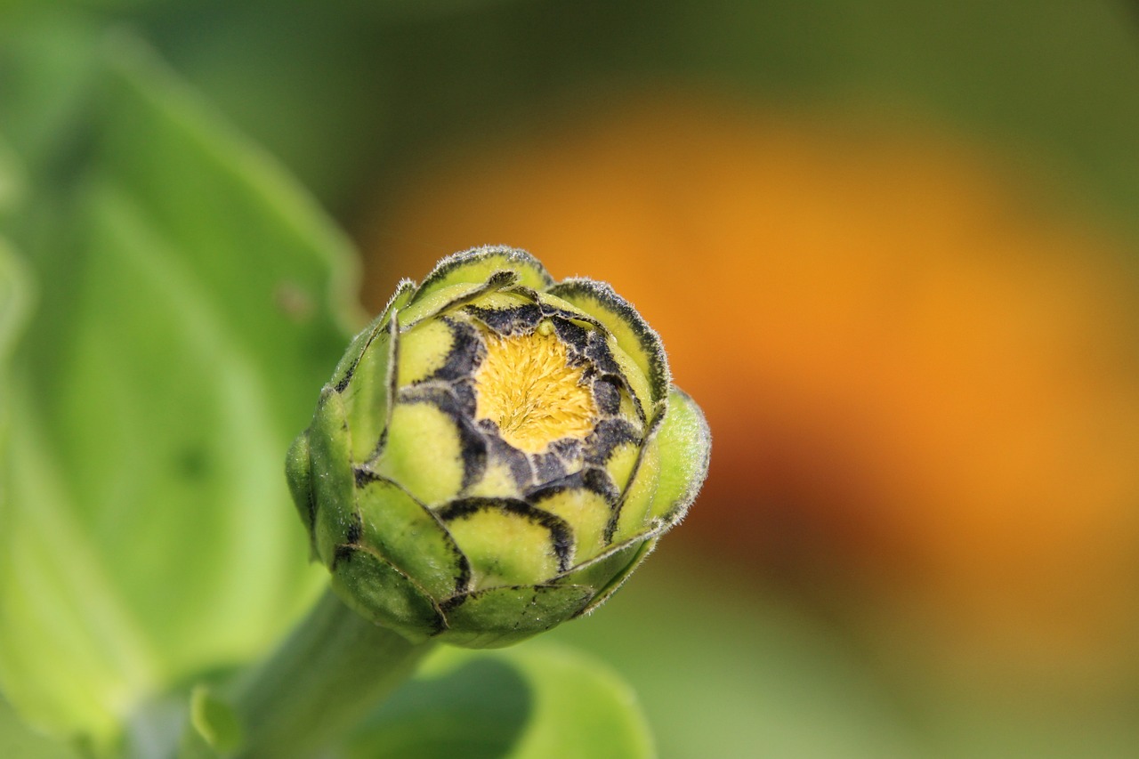 肥城市健文熱帶魚養殖廠(肥城市健文熱帶魚養殖廠地址) 全國水族館企業名錄 第1張 肥城市健文熱帶魚養殖廠(肥城市健文熱帶魚養殖廠地址) 肥城市健文熱帶魚養殖廠(肥城市健文熱帶魚養殖廠地址) 全國水族館企業名錄 第1張