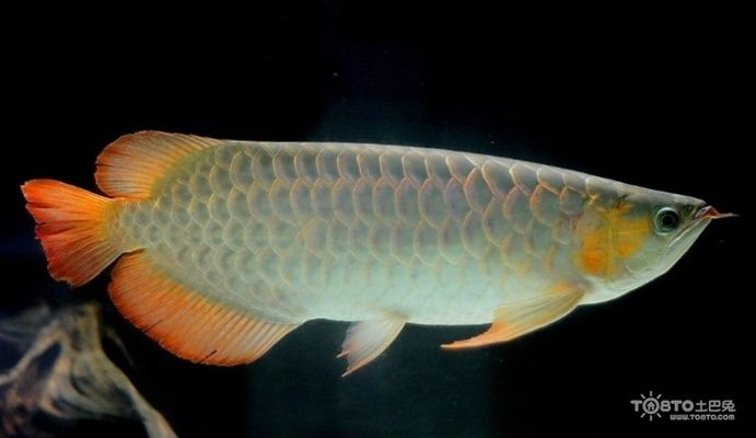 龍魚可以喂小魚嗎怎么喂，如何正確喂養(yǎng)小龍魚