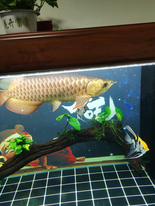 有沒有龍魚爬背的實例圖片？