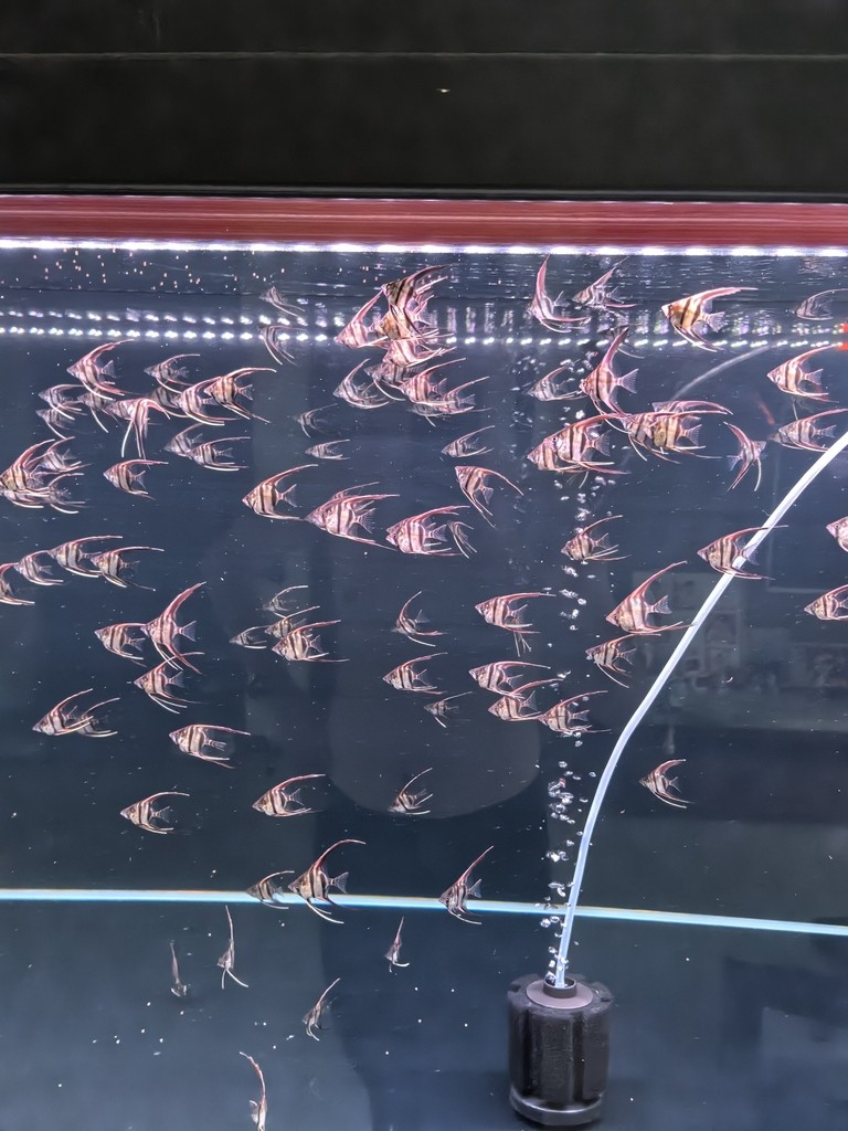 埃及神仙魚F1小苗出售 埃及神仙魚F1小苗出售 龍魚論壇 第2張