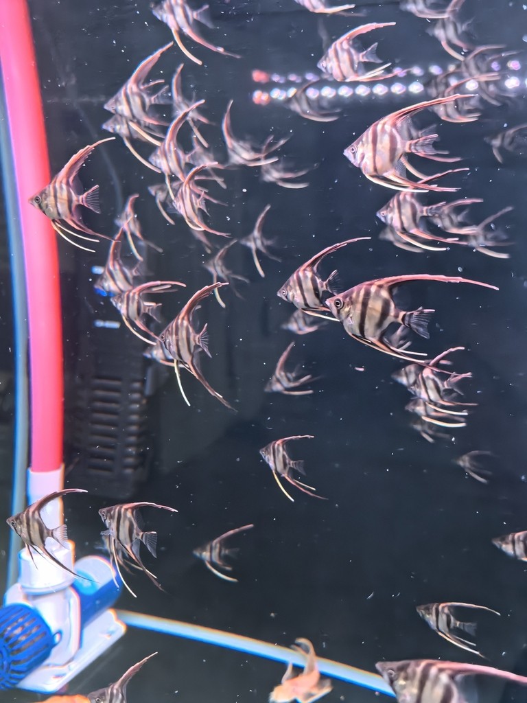 埃及神仙魚F1小苗出售