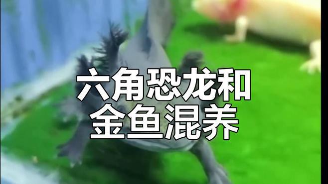 恐龍魚能混養嗎