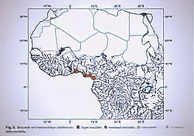 恐龍魚能混養(yǎng)嗎