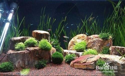 魚缸頂部裝飾：魚缸頂部裝飾的詳細信息：魚缸頂部裝飾風水講究