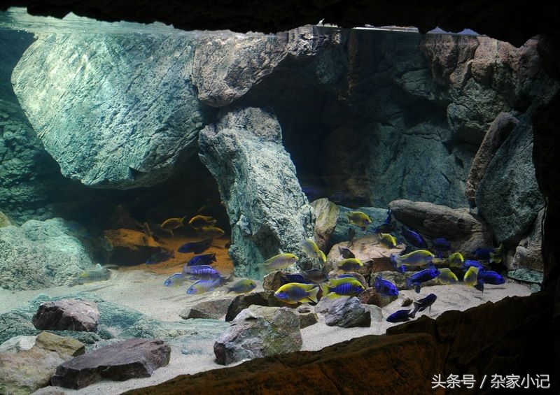 鯛魚魚缸造景的基本步驟和方法：鯛魚魚缸造景方法視頻