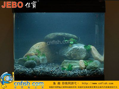 鯛魚魚缸造景的基本步驟和方法：鯛魚魚缸造景方法視頻