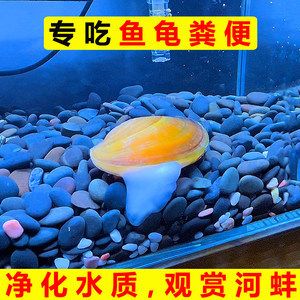 飼養(yǎng)河蚌飼養(yǎng)河蚌需要考慮水質(zhì)、食物來源以及氧氣供應(yīng)等因素：養(yǎng)殖河蚌需要注意什么？