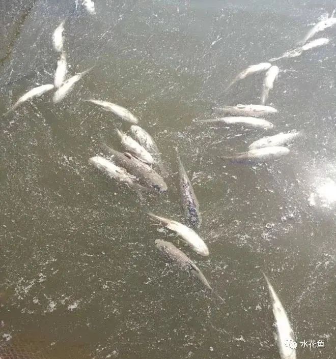 白霉病會傳染給其他魚嗎？