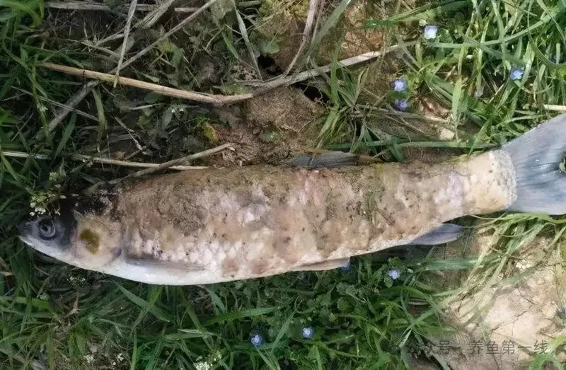 白霉病會傳染給其他魚嗎？