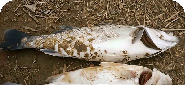白霉病會傳染給其他魚嗎？