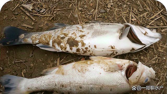 白霉病會傳染給其他魚嗎？