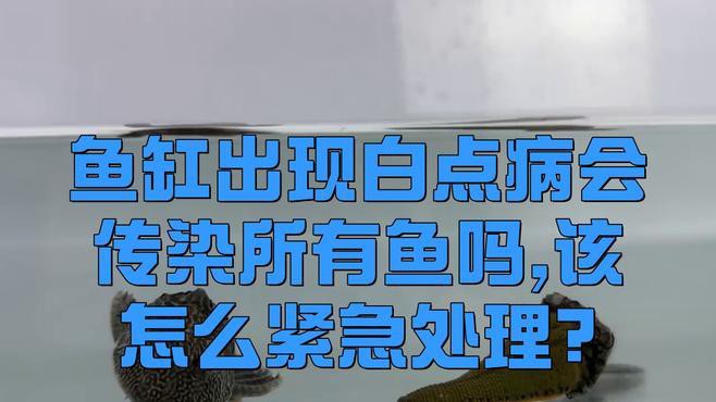 白霉病會(huì)傳染給其他魚嗎？