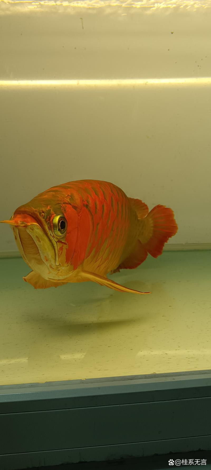 九龍魚缸要養什么龍魚呢圖片