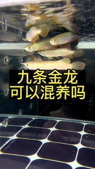 九龍魚缸要養什么龍魚呢圖片