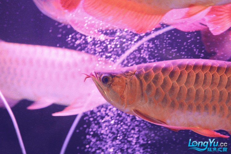 九龍魚缸要養什么龍魚呢圖片