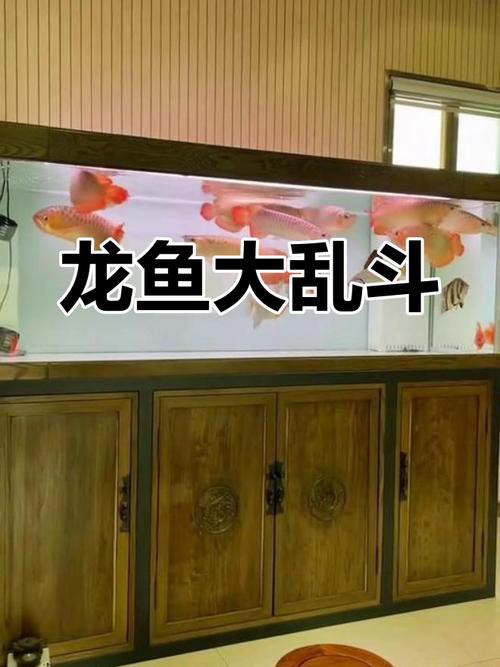 九龍魚缸要養什么龍魚呢圖片