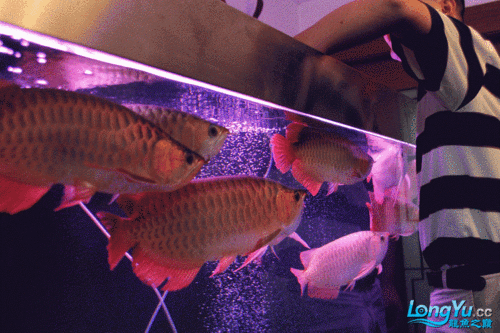 九龍魚缸要養什么龍魚呢圖片