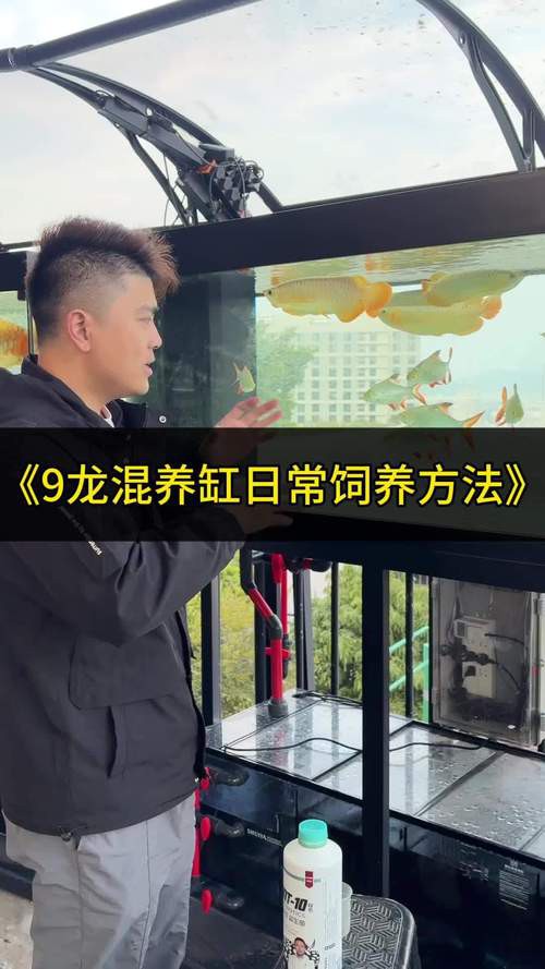 九龍魚缸要養什么龍魚呢圖片