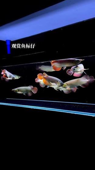 九龍魚缸要養什么龍魚呢圖片