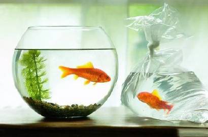 龍魚死亡后多久進(jìn)行風(fēng)水調(diào)整合適？