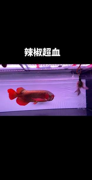 紅龍魚的最好品種視頻大全圖解