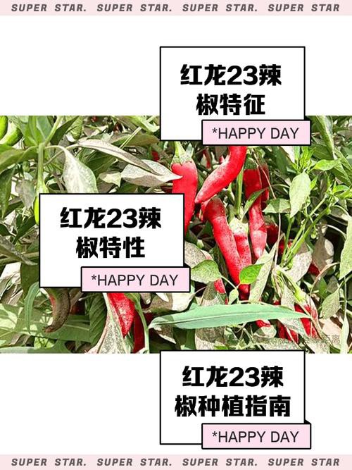 紅龍魚的最好品種視頻大全圖解