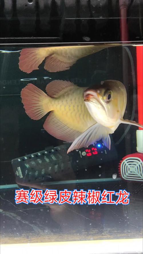 紅龍魚的最好品種視頻大全圖解