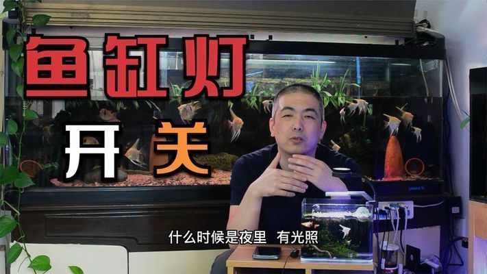 如何改善魚缸內光照條件：如何改善魚缸光照條件 如何改善魚缸內光照條件：如何改善魚缸光照條件 魚缸百科 第5張