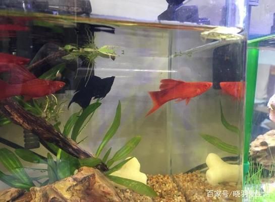 如何改善魚缸內光照條件：如何改善魚缸光照條件 如何改善魚缸內光照條件：如何改善魚缸光照條件 魚缸百科 第3張