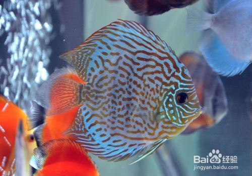 賣觀賞魚店的擺設圖 賣觀賞魚怎么樣