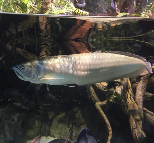 如何預(yù)防銀龍魚白膜病？ 如何預(yù)防銀龍魚白膜病？ 龍魚百科 第2張