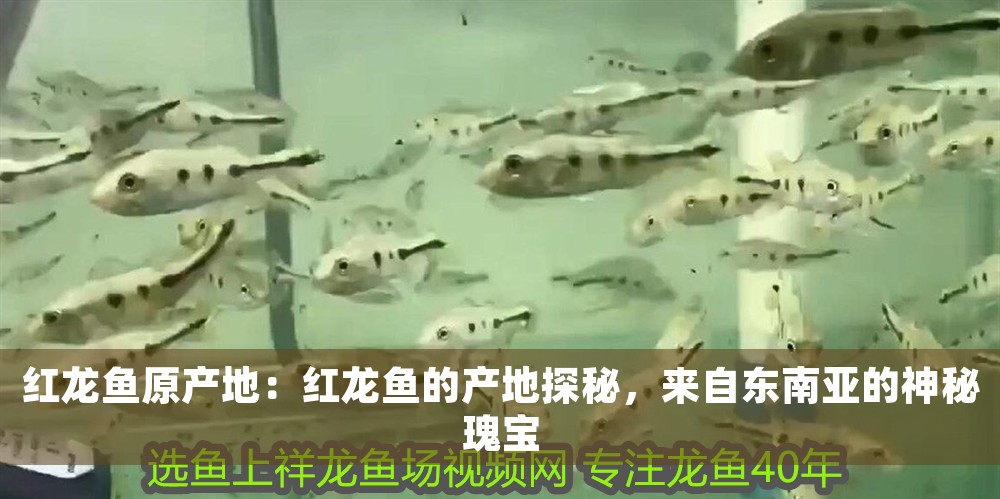 紅龍魚原產地：紅龍魚的產地探秘，來自東南亞的神秘瑰寶 紅龍魚原產地：紅龍魚的產地探秘，來自東南亞的神秘瑰寶 龍魚百科 第1張