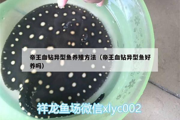 楊村賣觀賞魚的地方有哪些店子（ 楊村玩水的地方有哪些）