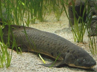 大型南美魚缸 南美魚缸多大尺寸好 大型南美魚缸 南美魚缸多大尺寸好 愛龍仕 第1張