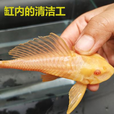 龍魚打氧能運輸多久龍魚打氧能運輸多久