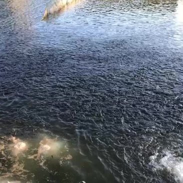 南寧龍魚上門回收價格多少錢一斤