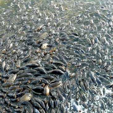 南寧龍魚上門回收價格多少錢一斤